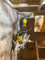 Te koop: koppel blauwgele ara’s (2,5 jaar oud), Meerdere dieren, Papegaai, Pratend