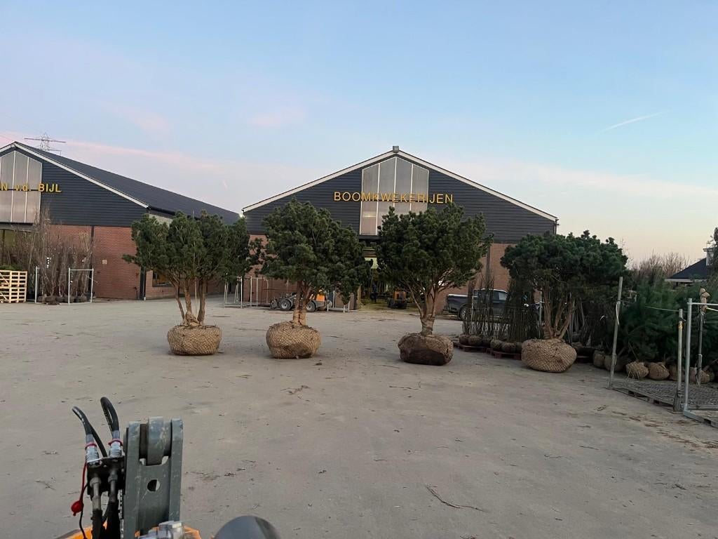 Pinus syl. Watereri  300cm+, Tuin en Terras, Bloeit niet, Overige soorten, 250 tot 400 cm, Ophalen