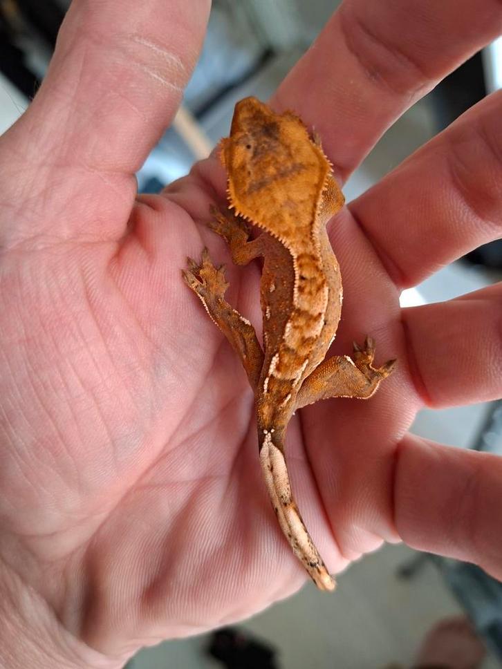 Wimpergekko lama252 Crested Gecko - unknown for sale from Bas Wolf