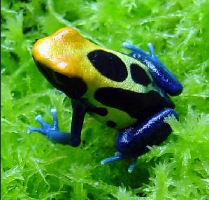 Dendrobates tinctorius “Brasil” – Nakweek sept/okt 2025