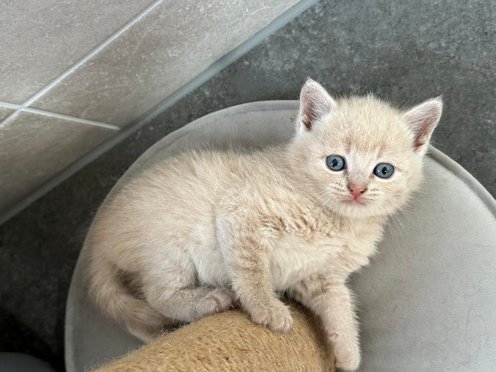 Kittens half Britse korthaar te koop, Poes, Ontwormd, 0 tot 2 jaar
