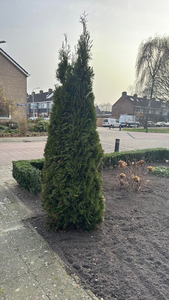 2 gratis coniferen ongeveer 2 meter hoog, Tuin en Terras, Planten | Bomen, Ophalen, Bloeit niet, Halfschaduw, Overige soorten