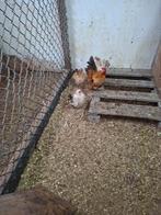 Serama eitjes, Dieren en Toebehoren, Geslacht onbekend, Kip