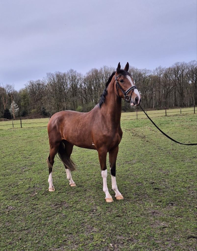 3 Jarige KWPN merrie, Merrie, Dressuurpaard, 3 tot 6 jaar