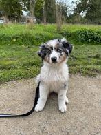 Broertjes en Zusjes gezocht Australian Shephard, Dieren en Toebehoren, Honden | Niet-rashonden, 15 weken tot 1 jaar, Teef, Meerdere