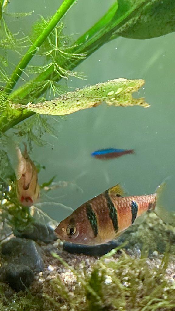 Tijger barbeel / vijfstreep barbeel, Dieren en Toebehoren, Vissen | Aquariumvissen, Vis, Zoetwatervis, Schoolvis