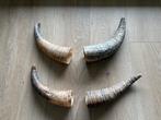 Diverse hoorns, Huis en Inrichting, Woonaccessoires | Overige, Ophalen of Verzenden, Zo goed als nieuw