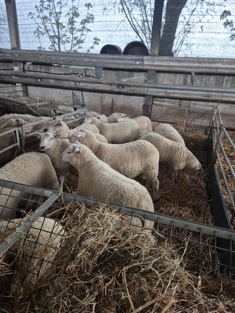 rammen Overjarige, Mannelijk, Schaap