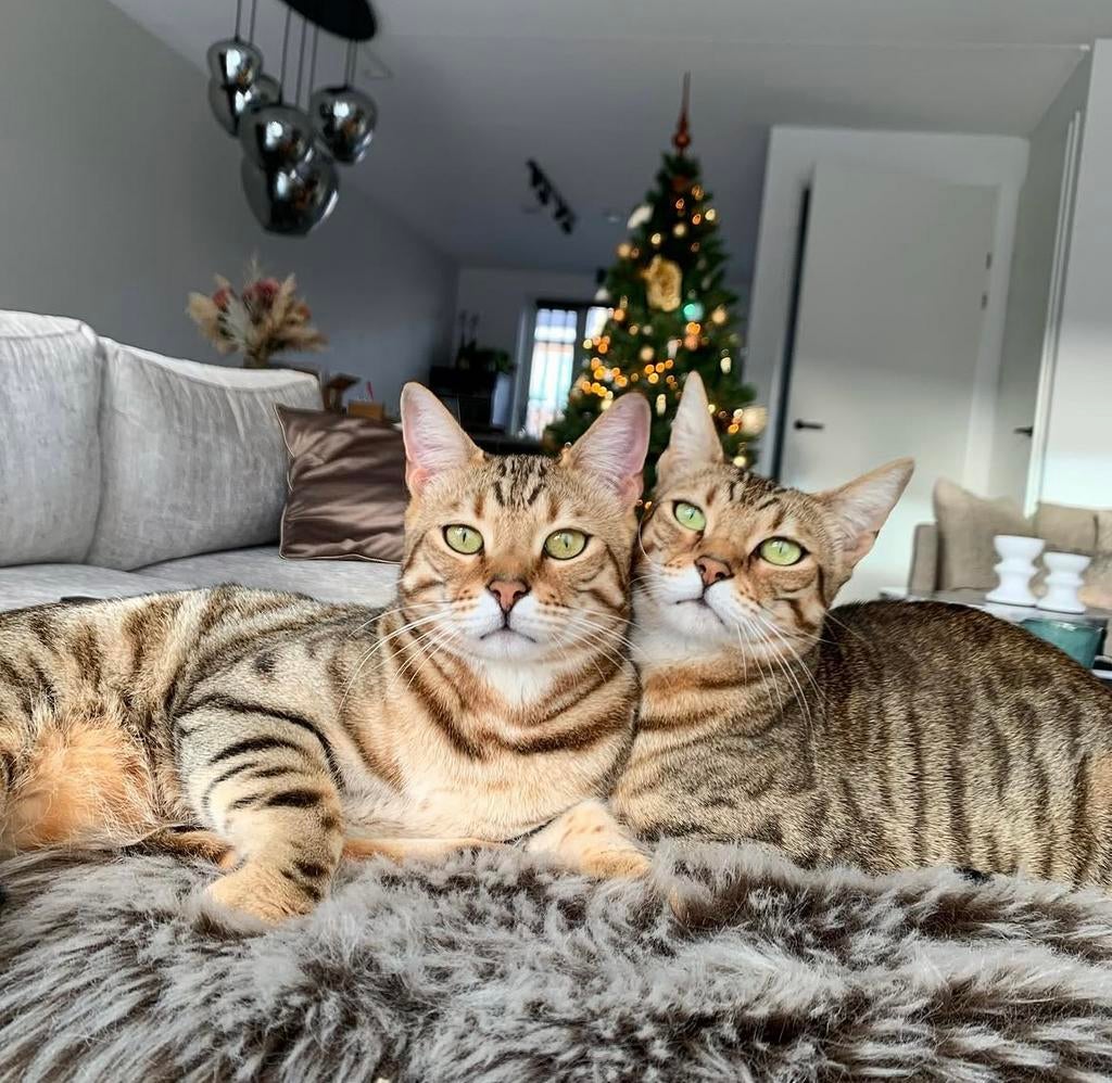 2 lieve bengalen met stamboom, Dieren en Toebehoren, Meerdere dieren, Kortharig, 6 jaar of ouder
