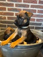 Prachtige sterke pups, Rottweiler-Mechelse x Mechelse herder, Overige rassen, 8 tot 15 weken, Parvo, Meerdere