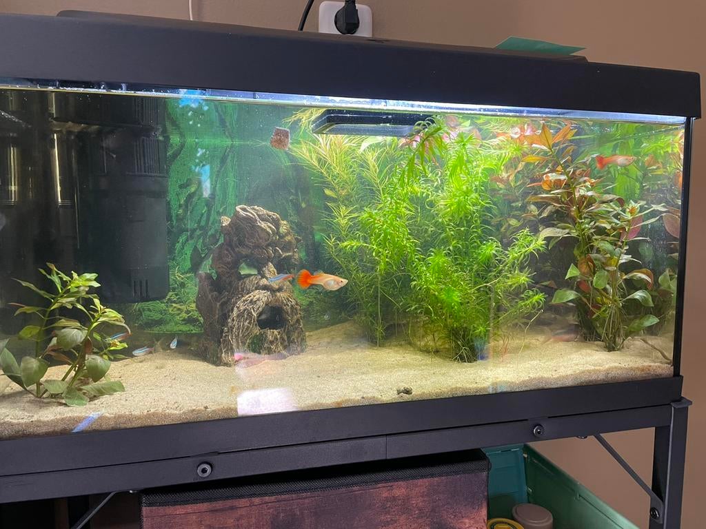 Compleet aquarium, 5 weken oud. SPOED, Dieren en Toebehoren, Vissen | Aquaria en Toebehoren, Ophalen, Nieuw, Inclusief vissen