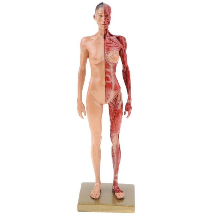 Vrouwelijk Menselijk Lichaam Spieren Anatomie Model / School, Diversen, Schoolbenodigdheden, Nieuw, Verzenden