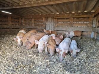 Scharrel biggen Duroc x Piétrain te koop, Dieren en Toebehoren, Schapen, Geiten en Varkens, Mannelijk, Varken, 0 tot 2 jaar