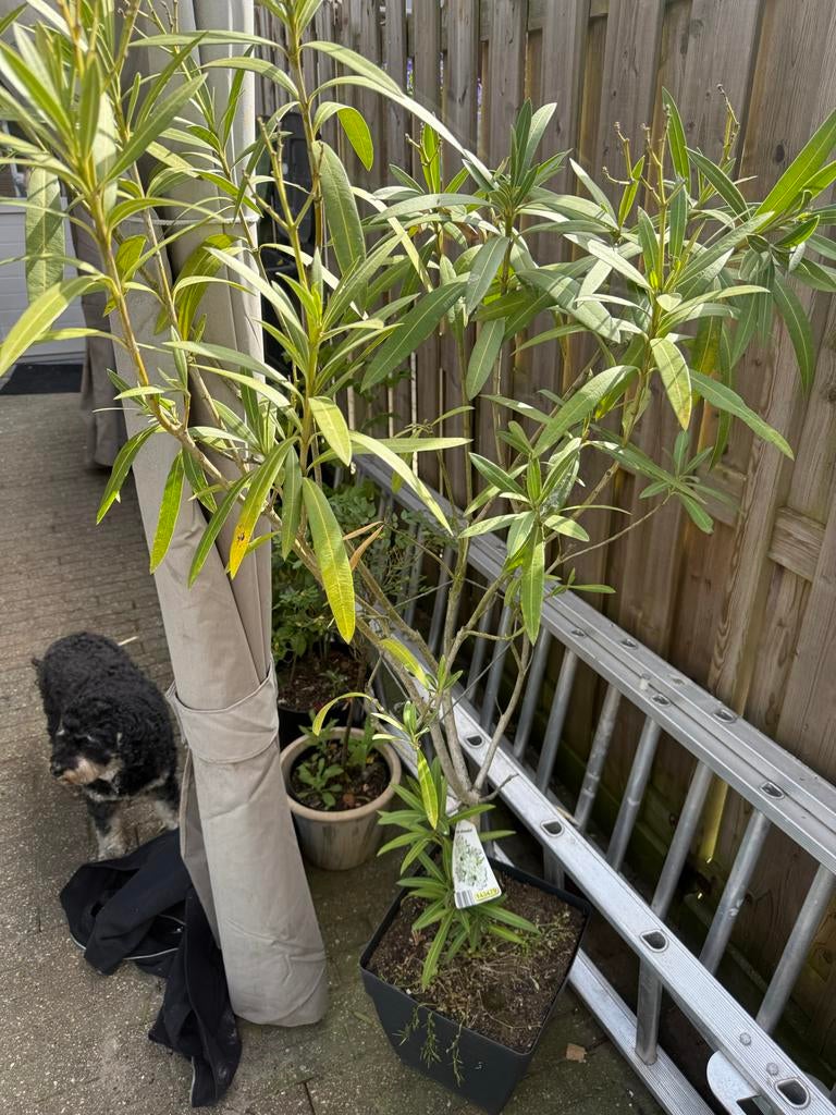 Oleander plant - Neriun Oleander, Volle zon, Vaste plant, Zomer, Ophalen