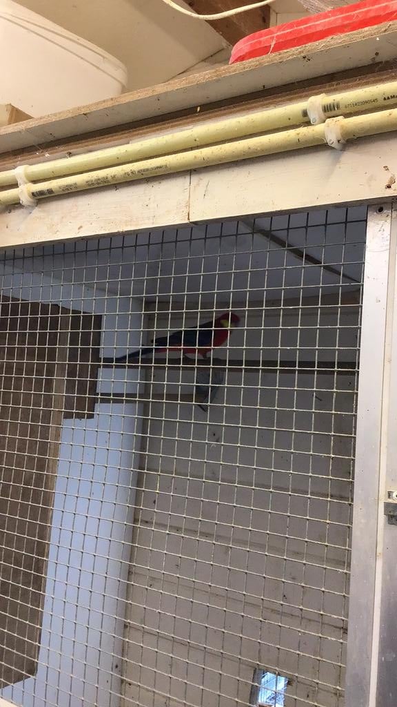 Stanley rosella, Dieren en Toebehoren, Vogels | Parkieten en Papegaaien, Meerdere dieren, Parkiet