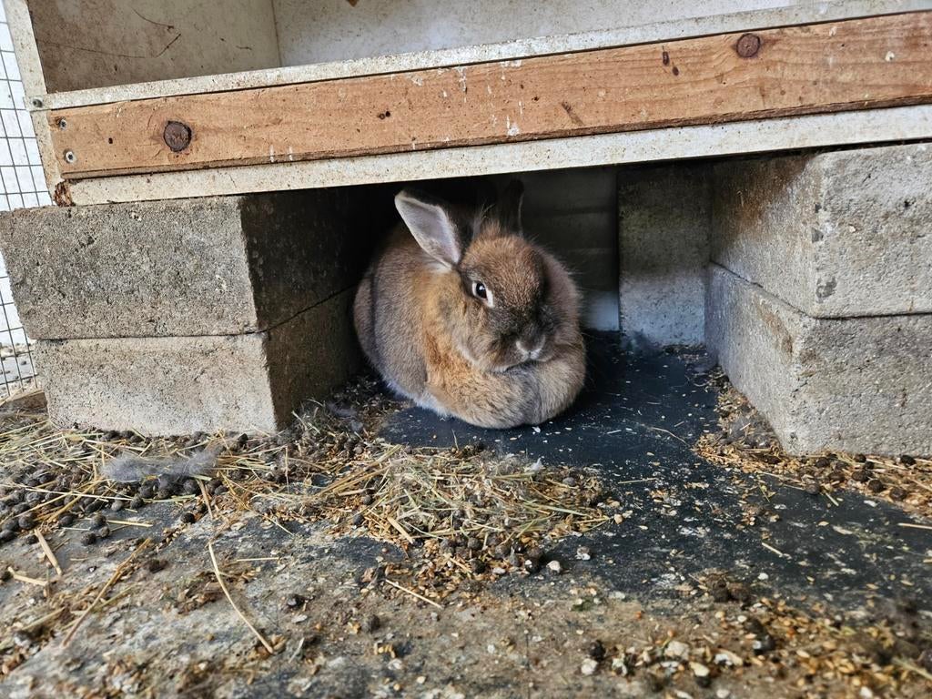 Gratis, drie dwergkonijnen, Dieren en Toebehoren, Konijnen, Mannelijk