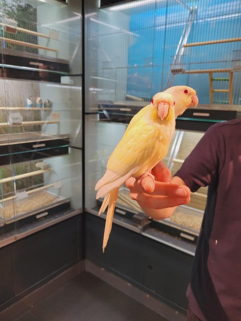 Pyrrhuras crème ino met dna super tam., Meerdere dieren, Parkiet, Tam