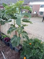 Twee vijgen boom te koop, Tuin en Terras, Planten | Bomen, Ophalen of Verzenden, Volle zon, Overige soorten