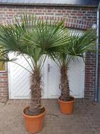 PALMBOMEN, OLIJFBOMEN & ANDERE MEDITERRANE BOMEN EN PLANTEN, In pot, Halfschaduw, Ophalen of Verzenden, 100 tot 250 cm