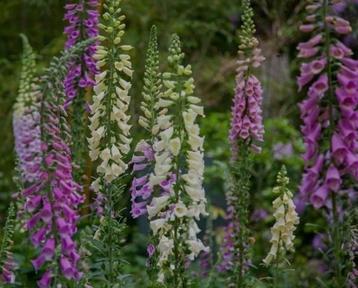 Zaden vingerhoedskruid  beschikbaar voor biedingen