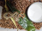 Boa Constrictor Imperator Afgodslang, Dieren en Toebehoren, Reptielen en Amfibieën, Slang, 0 tot 2 jaar