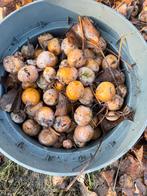 Gingko noten, Ophalen of Verzenden