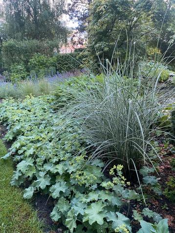 Aangeboden: grote pollen miscanthus morning light beschikbaar voor biedingen