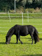Shetlander merrie te koop, Dieren en Toebehoren, Ophalen, Nieuw, Dressuur