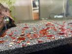 Bloodymary garnalen 10 stuks, Dieren en Toebehoren, Vissen | Aquariumvissen, Kreeft, Krab of Garnaal, Zoetwatervis