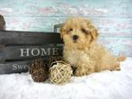 Exclusieve Mini Maltipoo Pups beschikbaar, Poedel, Parvo, 8 tot 15 weken, Meerdere
