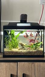 Starters aquarium met alles wat je nodig hebt gratis erbij!!, Dieren en Toebehoren, Vissen | Aquaria en Toebehoren, Ophalen, Zo goed als nieuw