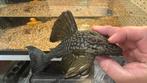 L-190 broken line 15-17 cm verder veel Lnrs zie advertentie, Vis