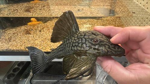 L-190 broken line 15-17 cm verder veel Lnrs zie advertentie, Dieren en Toebehoren, Vissen | Aquariumvissen, Vis