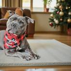 Kerst honden bandana, Geen, Nieuw, Ophalen of Verzenden, Geen