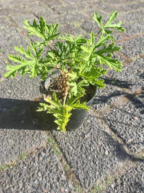 Bio Citroengeranium tegen muggen, Huis en Inrichting, Kamerplanten, Overige soorten, Minder dan 100 cm, Bloeiende kamerplant, Halfschaduw