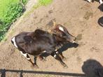 mini zeboe    dwerg zeboe     zebu    zeboe    mini zeboetje, Dieren en Toebehoren, Mannelijk, 0 tot 2 jaar