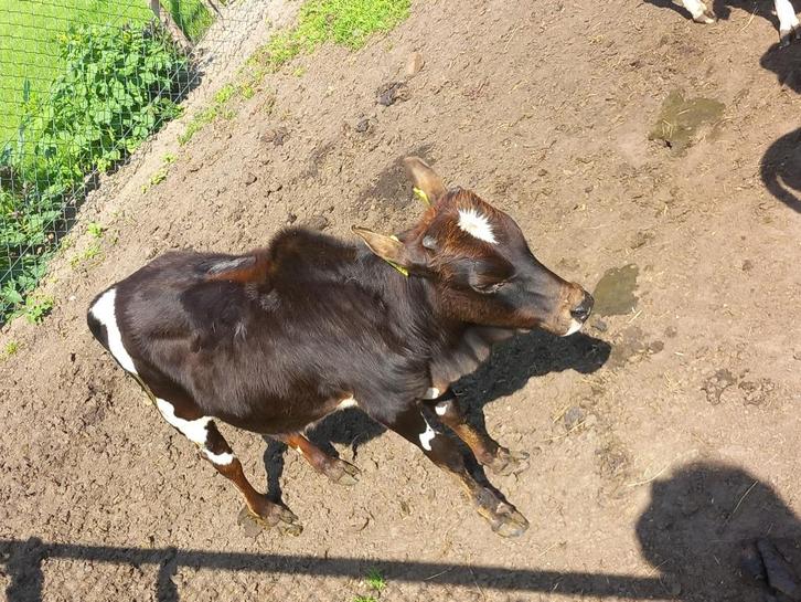 mini zeboe    dwerg zeboe     zebu    zeboe    mini zeboetje, Dieren en Toebehoren, Runderen, Mannelijk, 0 tot 2 jaar