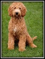 Mooie labradoodle, Rabiës (hondsdolheid), Overige rassen, 8 tot 15 weken, Meerdere