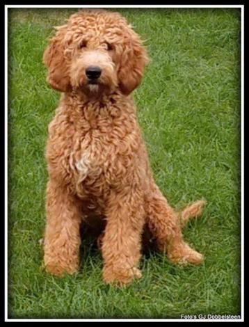 Mooie labradoodle beschikbaar voor biedingen