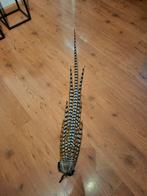 Zeldzame complete koningsfazant staart taxidermie carnaval, Ophalen of Verzenden, Zo goed als nieuw, Overige soorten, Opgezet dier