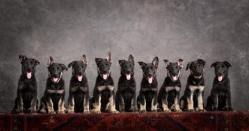 Oost Europese Herder / VEO puppies FCI Kennel Be Pawsitive beschikbaar voor biedingen