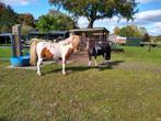 Gezocht vosbonte hengst van de zuidlaardermarkt, Dieren en Toebehoren, Pony's, Hengst, A pony (tot 1.17m), 0 tot 2 jaar