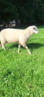 Friese melkschaap ramlammeren, Dieren en Toebehoren, Mannelijk, Schaap, 0 tot 2 jaar