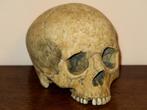 realistische REPLICA Schedel mens, Skull anatomie DELUXE #47, Nieuw, Rariteitenkabinet escaperoom vintage apotheek Gothic horror