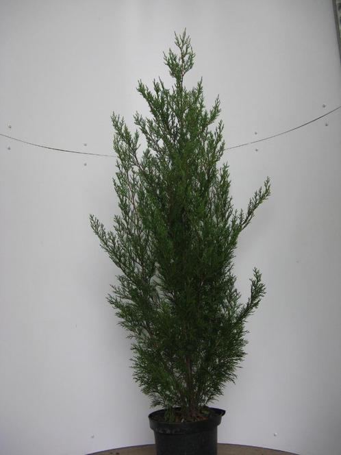 Conifeer: Cupressocyparis x leylandii, Tuin en Terras, Planten | Struiken en Hagen, Haag, Conifeer, 100 tot 250 cm, Ophalen