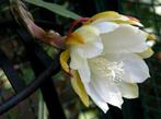 cactus Epiphyllum EDNA STODDARD, Ophalen of Verzenden, Cactus, Volle zon, Minder dan 100 cm