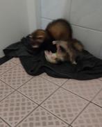 2 lieve fretjes, Dieren en Toebehoren, Overige Dieren, Mei, Meerdere dieren