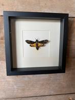 Doodshoofdmot in lijst, Ophalen of Verzenden, Nieuw, Insect, Opgezet dier