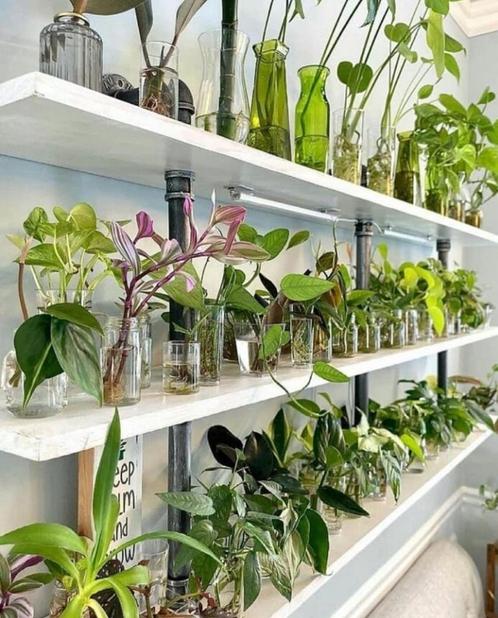 Kamerplanten Stekjes bundel, Huis en Inrichting, Kamerplanten, Ophalen of Verzenden