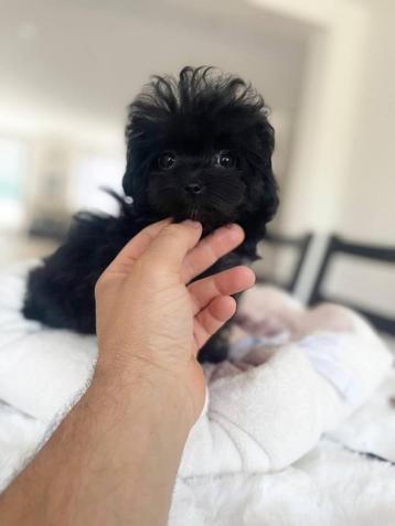 Aziatische Maltipoo TeaCup teefje pup (Maltezer/Toy Poedel ) beschikbaar voor biedingen